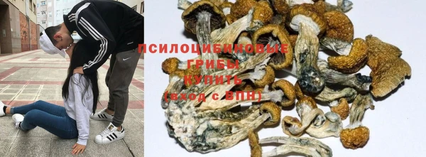 крисы Магас